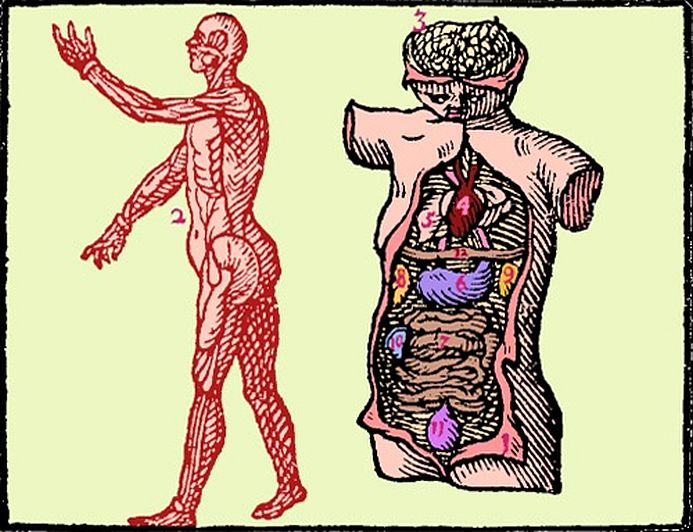 Image Hotspot - Flesh, viscera, vessels and bones